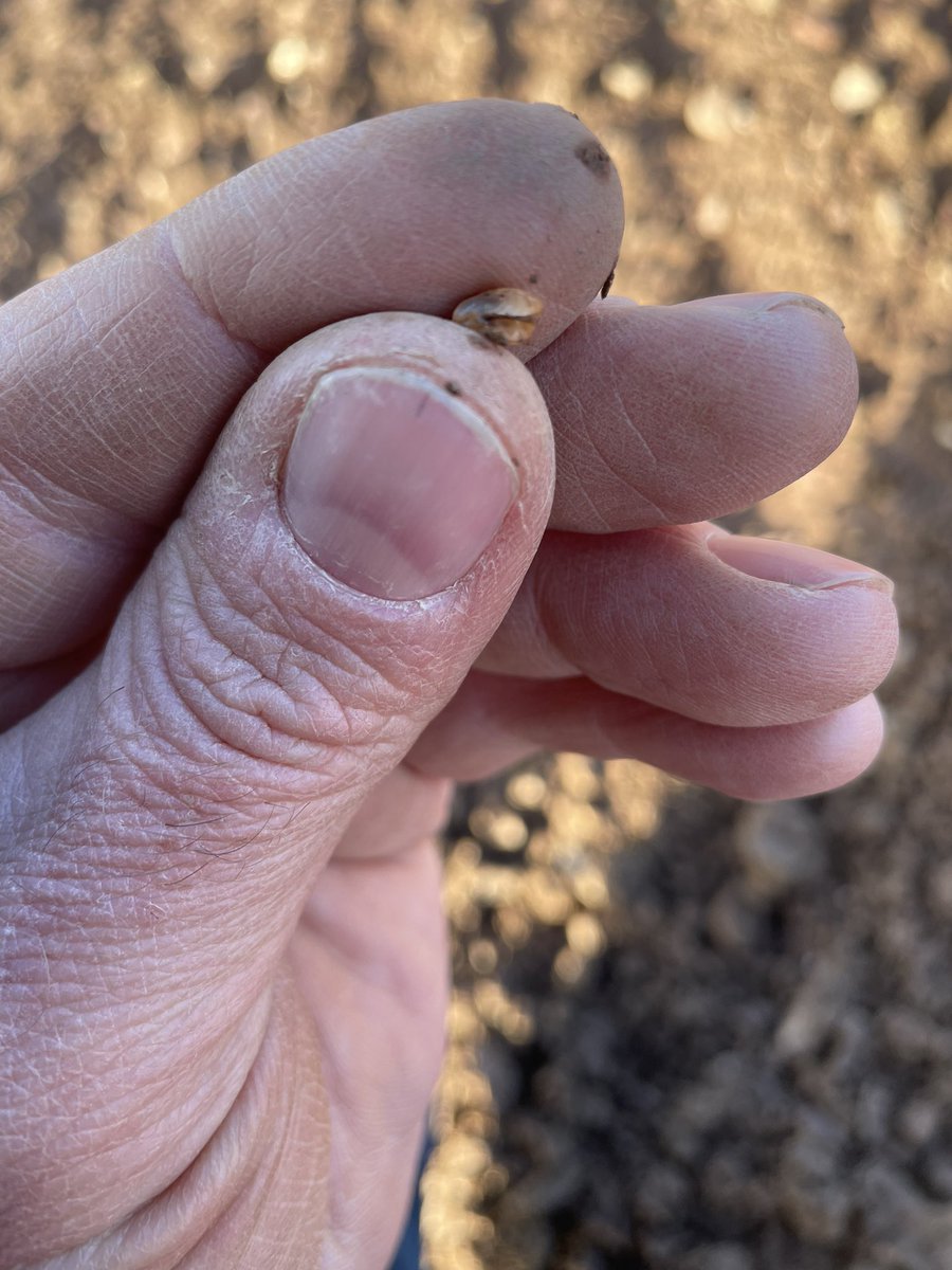 Keep a close eye on late sown cereals. Slug numbers have been very high and they pose a threat to newly emerging crops. Wheat in particular is susceptible to seed damage as it doesn’t have the same kind of skin as barley or oats 🌾🌾🌾 <a href="/Goldcrop/">Goldcrop</a> <a href="/TeagascCrops/">Teagasc Tillage Team</a>