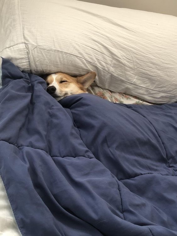 rabia | one pact (@_onepactio) on Twitter photo 