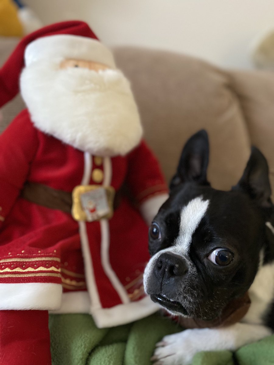 #CornyCanineComedy Where does Santa keep all his red suits? 🎅🏻

In his Claus-et!

 Only 10 days til #ChristmasEve frens! Gotta make sure me bees on da #NiceList! 🎁📋

#DogsofTwittter #dogsofx #bostonterrier #SantaPaws