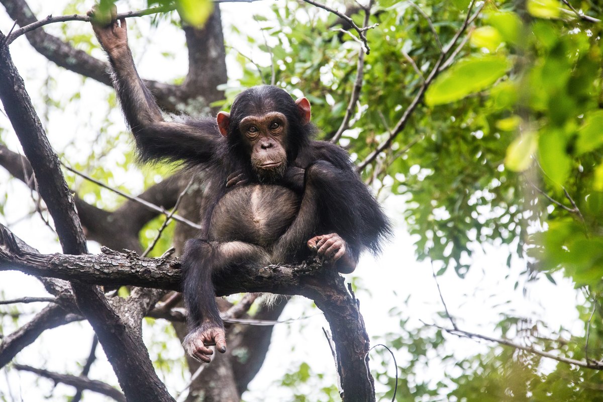 (1/2) @GLAatLC is helping to protect chimpanzees by working with collaborators on trainings for magistrates and prosecutors in Liberia. Hosted by @liberiachimps and @pasaprimates, made possible through the generosity of the @StateINL. Read the article ➡️bit.ly/3NqNzMh