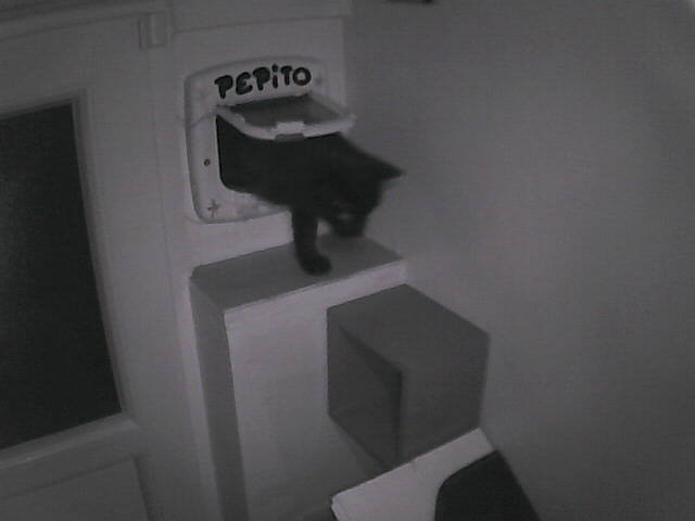 PepitoTheCat's tweet photo. Pépito is back home (20:32:48) https://t.co/EflVXOz72I