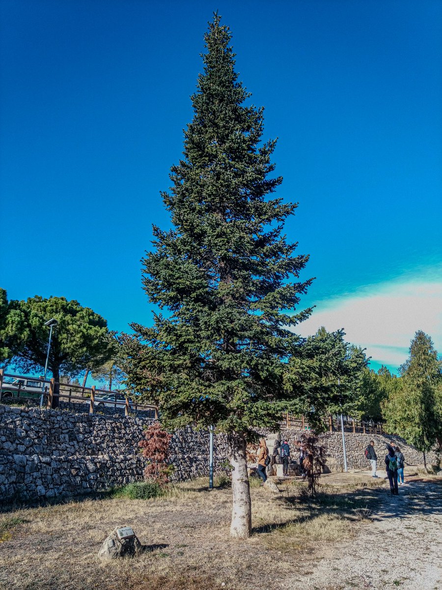 niueret's tweet image. Aquest matí he estat a Jarafuel, a la vall d&apos;Aiora amb els companys de classe
 Em visitat un parc de coníferes amb més de 106 espècies diferents, ha sigut espectacular. Ho conté una miqueta al meu #blogpersonal
rerefonsdiari.blogspot.com/2023/12/un-mat…