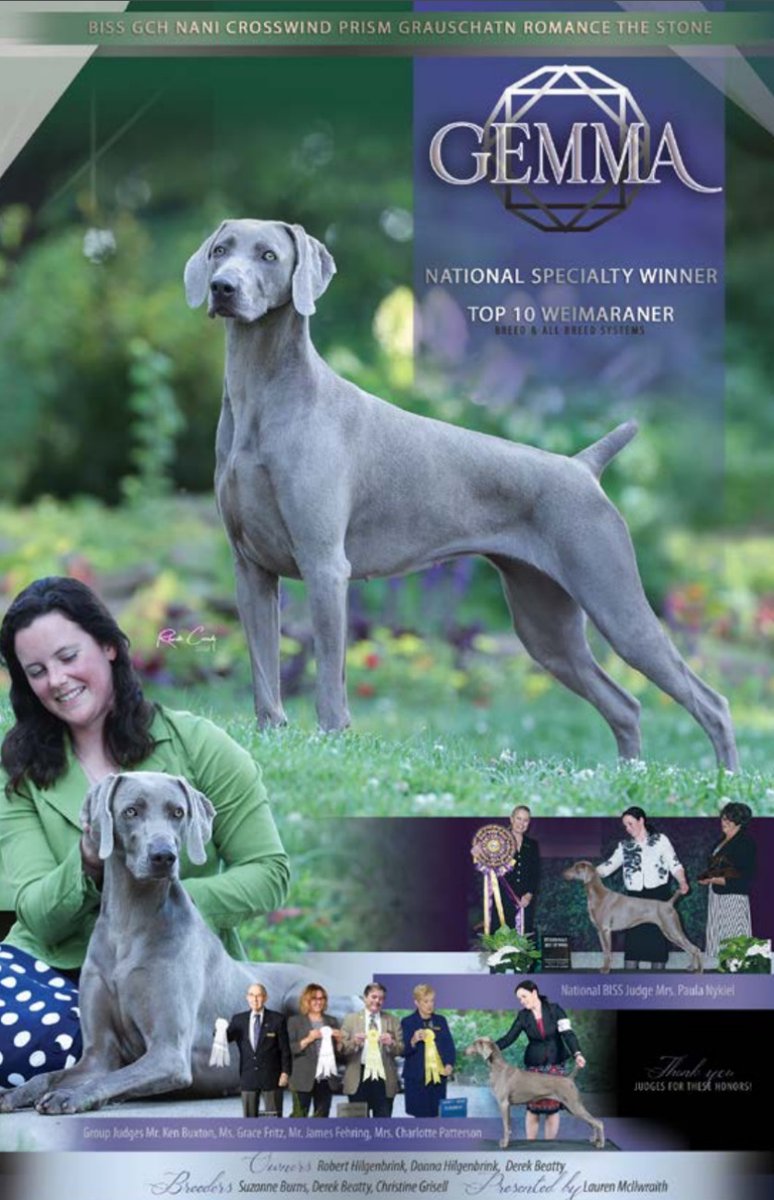 WeimClubAmerica's tweet photo. BIG shout out and thank you to Dilly and Gemma and their Owners and Handlers for advertising in the December issue of The Weimaraner Magazine! 

#weimaranerclubofamerica #weimaraner #breedclub https://t.co/3B1PGttXKO