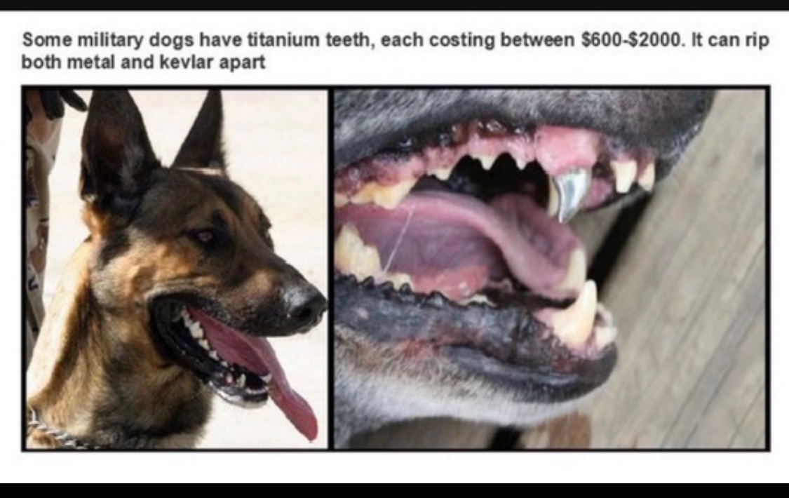 MILITARY DOGS WITH TITANIUM TEETH. SOUNDS BARBARIC., image size:1125x710