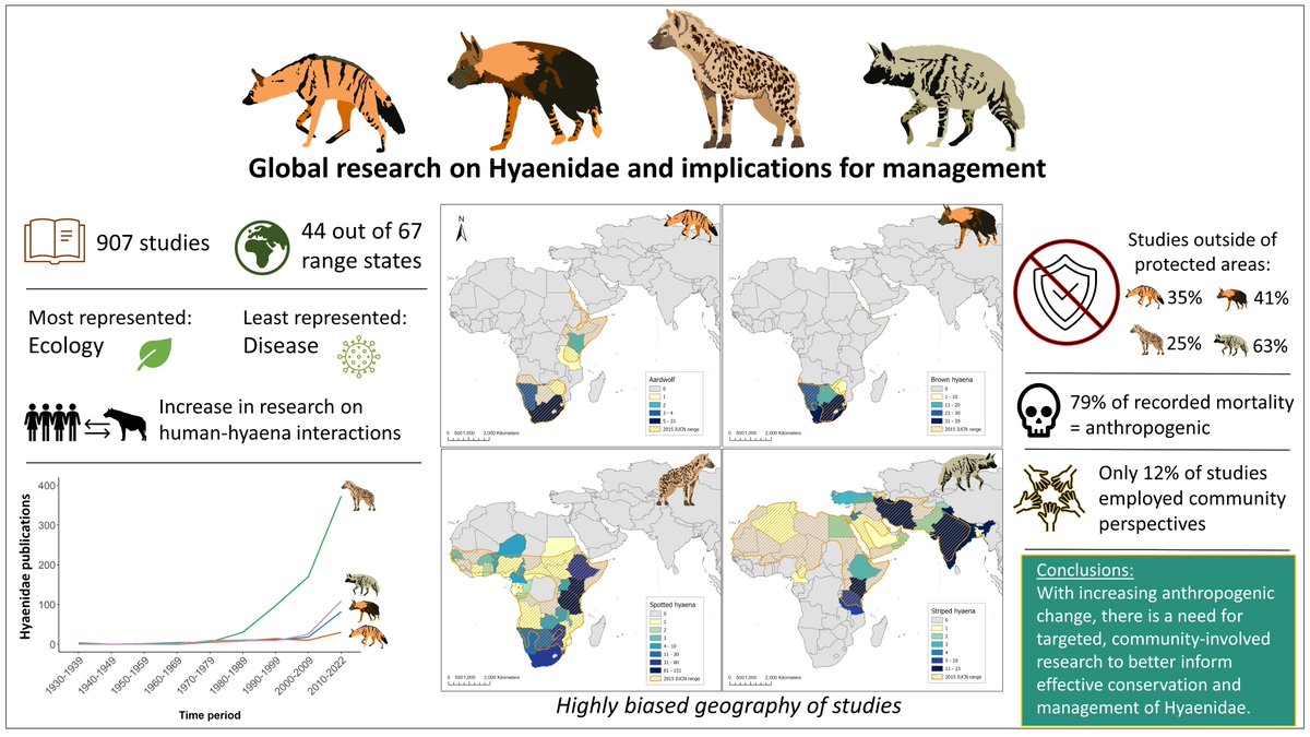 What has been published in the scientific literature on #Hyenas or #Hyaenas?

Where were the studies conducted?

What topics took the spotlight? 

Check out the great work by <a href="/HyaenaSG/">IUCN SSC Hyaena Specialist Group</a>, led by the amazing <a href="/ScrapNaturalist/">Christine Wilkinson, PhD 🌈</a>!

onlinelibrary.wiley.com/doi/10.1111/ma… #Hyaenidae #Research