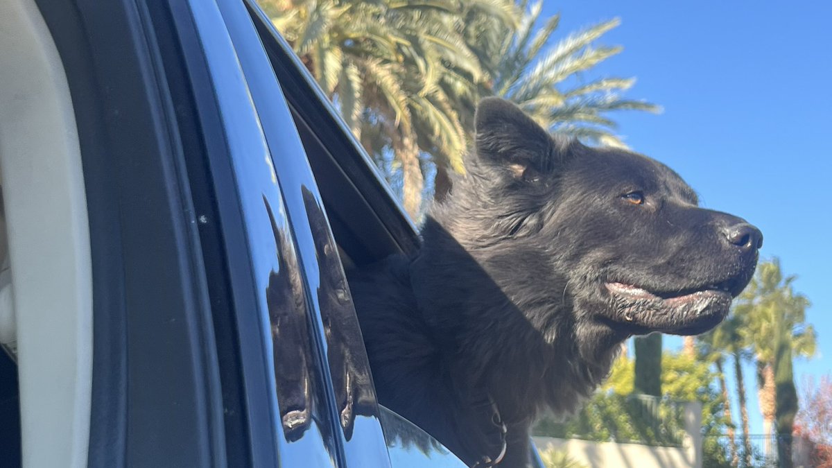 The one they call BEAR on his ride, getting dropped off to see his friends for a while today. #bearthedogg #livelifelove