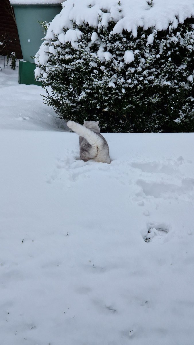 Winterfellzeit ist da und die Katzen stehen fast komplett in flauschiger Blüte, ich hoffe ich kann bald ein paar schöne Bilder für euch ernten :)

Bis dahin kriegt ihr Ellis Flauschepo im Schnee &lt;3