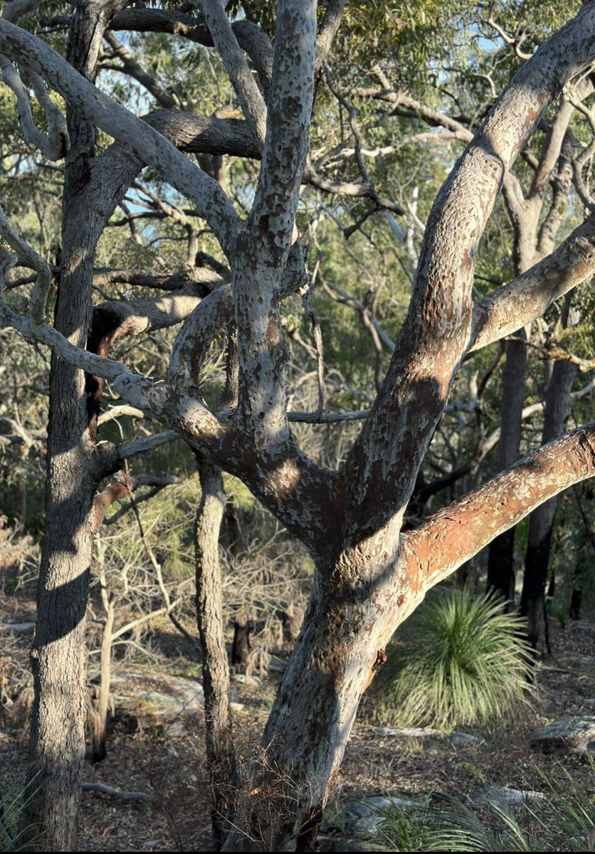 BackyardBiome's tweet image. Not exactly sure why this tree in particular stuck out at me but I love how the sun hits its beautiful patches of brown. Have a good day my fellow tree people 🌳😊