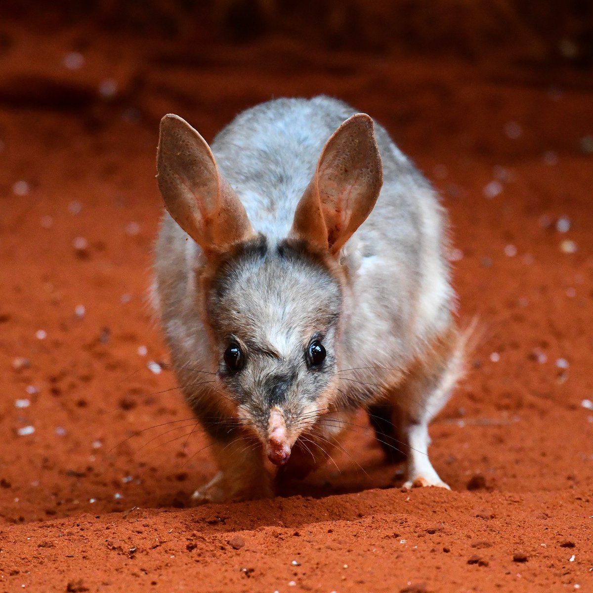 Check out our #preprint on @researchsquare: Extant and extinct bilby genomes combined with Indigenous knowledge improve conservation of a unique Australian marsupial tinyurl.com/mu83dp3c @KathyBelov @FarquharsonKate @cabbagesofdoom @lukesilver20 @Sydney_Science