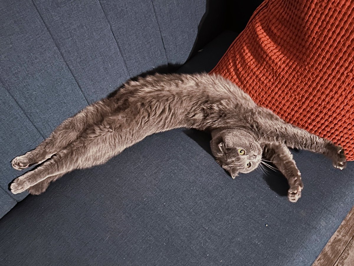 💖 Sai Westwood tweet media