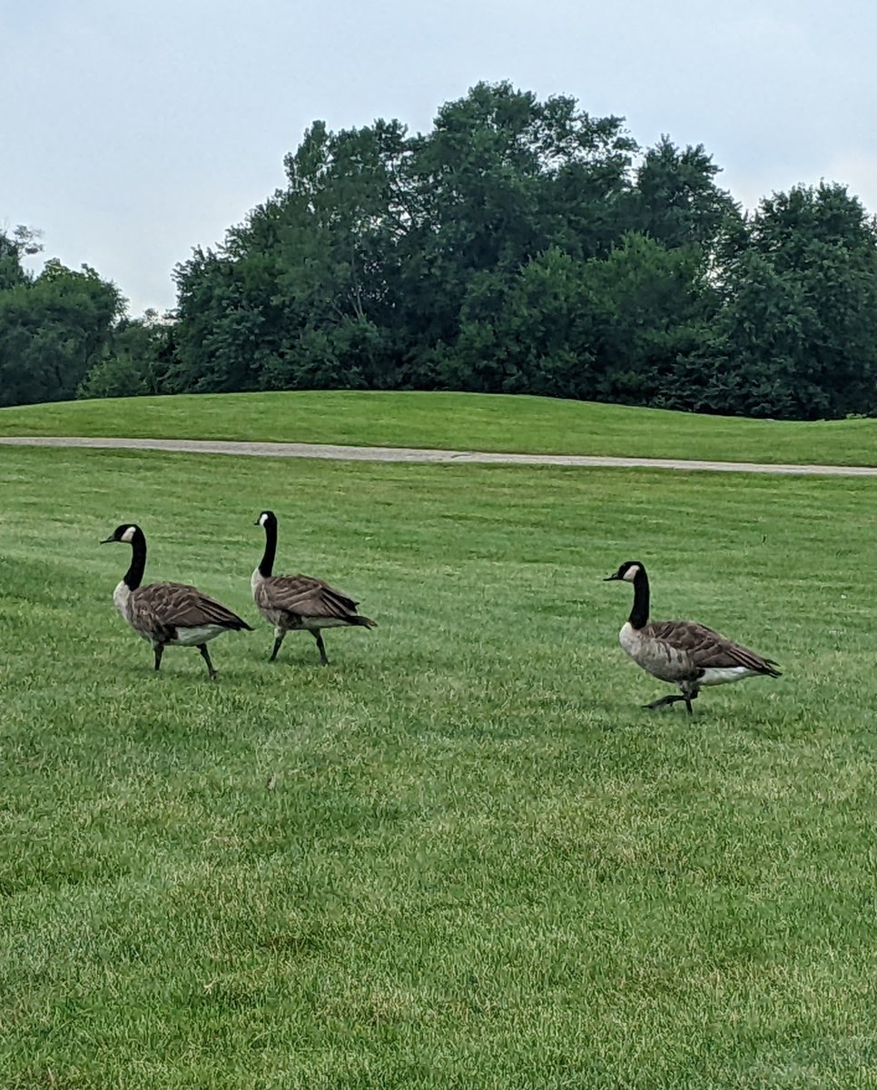 Ok #turftwitter I know this has been asked before but I can't find a thread of it: What are your best solutions for managing hundreds of geese on a golf course? Gathering ideas to test out. Thank you!