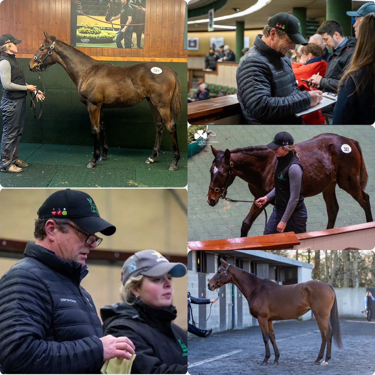 Gr8 4 days @Goffs1866 Dec NH Sale, selling some lovely stock for clients, securing some cracking foals for #rathmorestud & partners & 2 proper mares from @BrianAcheson @Robert_Acheson Robcour for clients. Best of luck everyone who we dealt with @cyrilcrowe @magsmel @adrianheskin