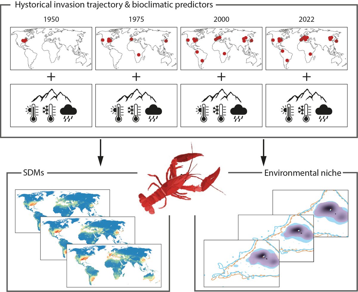 || NEW RESEARCH ||
Insights from the past: Invasion trajectory and niche trends of a global freshwater invader

📄[link]]
<a href="/S_Guareschi/">Simone Guareschi</a> <a href="/TCancellario/">Tommaso Cancellario</a> @OficialdeguiF <a href="/Chikichanka/">Miguel Clavero</a> onlinelibrary.wiley.com/doi/full/10.11…