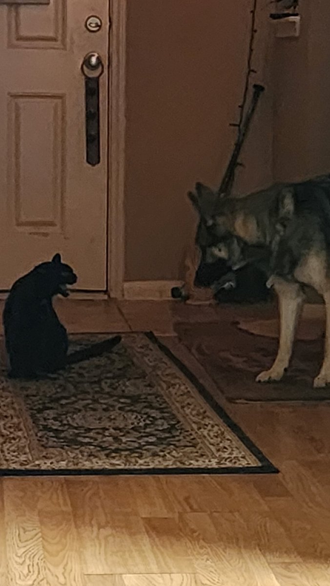 My kitten meets my puppy