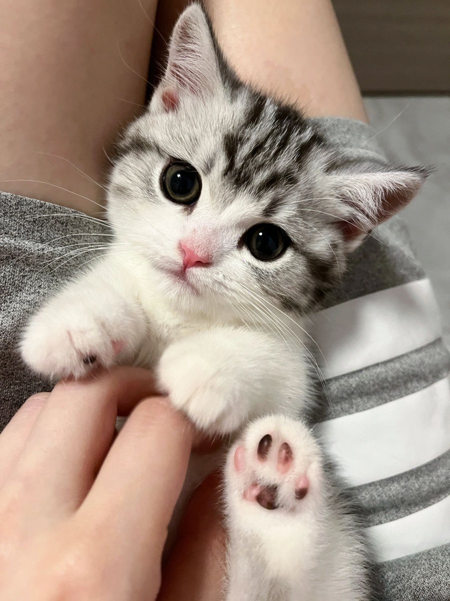 mdu751's tweet photo. Be sure to cherish the kitten's time🥹 https://t.co/aBOva67Vtb