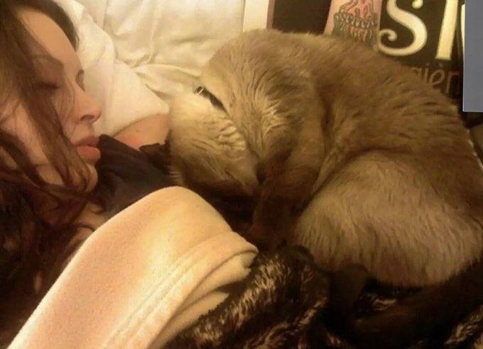 Awww. This popped up in my "memories" today on FB. It's from 10 years ago. A literal cat nap. Shakti<a href="/tag/throwbackthursday"class="tags"><span>#throwbackthursday</span></a><a href="/tag/cat"class="tags"><span>#cat</span></a><a href="/tag/furbaby"class="tags"><span>#furbaby</span></a><a href="/tag/nikkinova"class="tags"><span>#nikkinova</span></a>