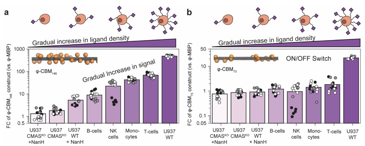 I'm curious about any feedback from #Glycobiology #glycan #carbohydrate #glycotime community on @derda_lab preprint on DNA-encoded liquid #lectin arrays (LiLA). [LiLA] non-lineary amplifies detection of compositional differences of the cellular #glycocalyx biorxiv.org/content/10.110…