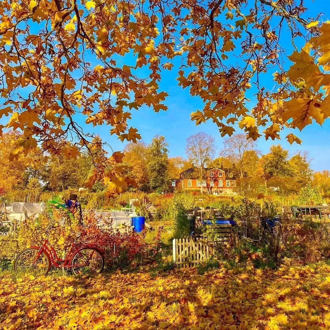 The ⬝flowers ﾠand ‍leaves ​are fragrant, ﾠand ​the ﾞbeautiful ‍scenery ﾞlasts morning  and ﾠnight