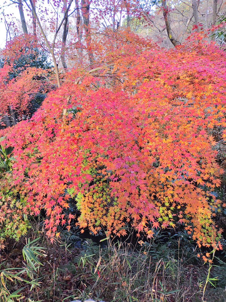 「おはようございます。昨日は井の頭公園を散歩しました。紅葉がキレイでした～ 」|佐久間薫🌞Kaoru Sakumaのイラスト
