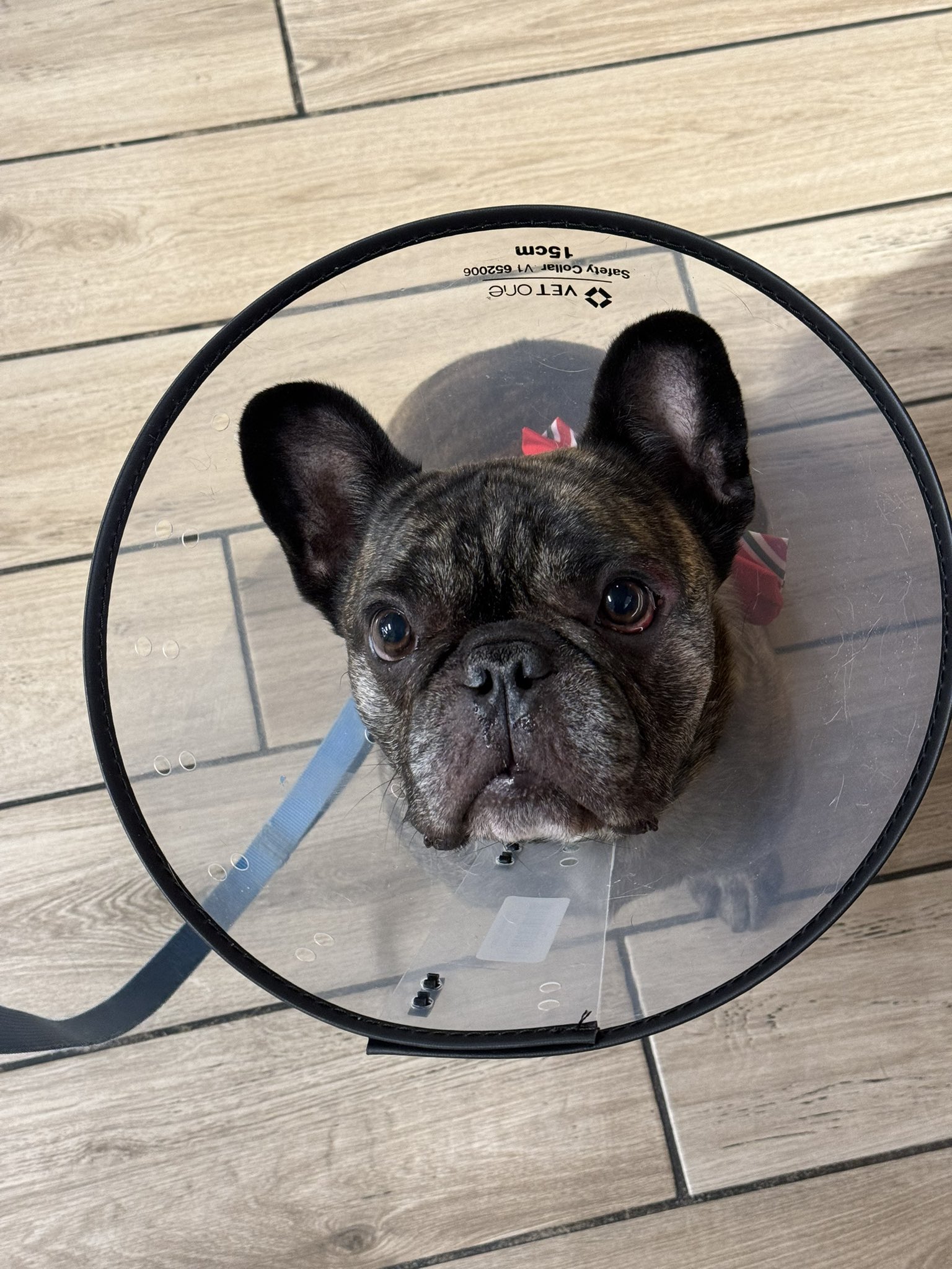 Vet one safety collar cheap