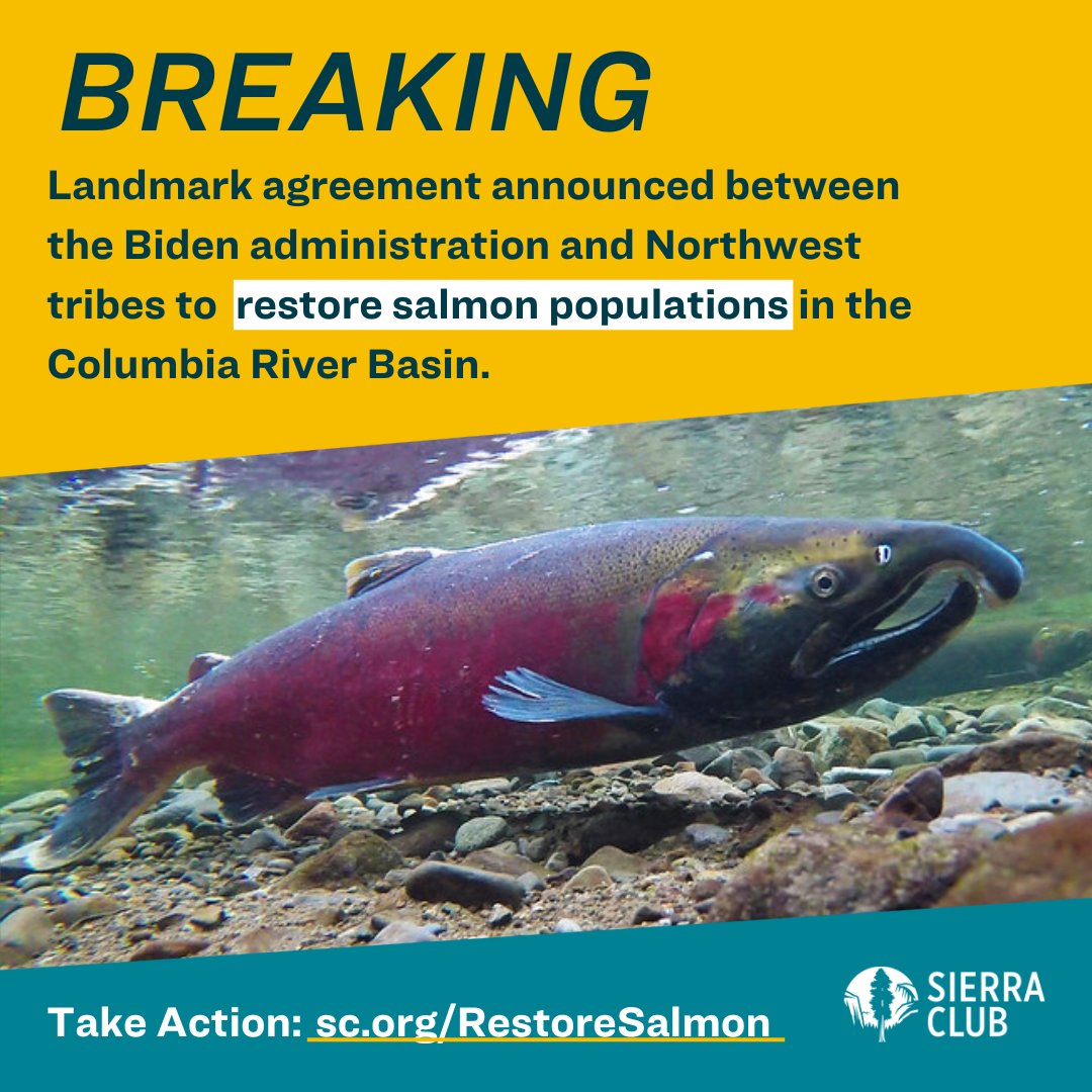 An agreement was just announced between the Biden Administration, Tribes & enviro groups! It clears the way for PNW salmon/steelhead restoration + roadmap for removal of some Snake River dams. Thank @POTUS & tell him to follow through on this commitment: sc.org/RestoreSalmon