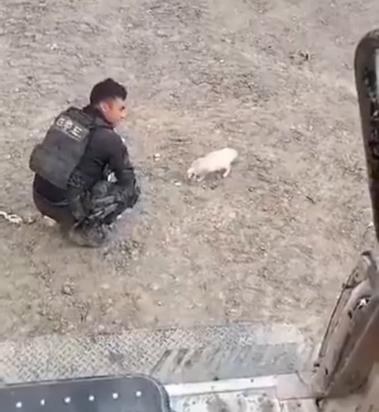 ElGuzman tweet media