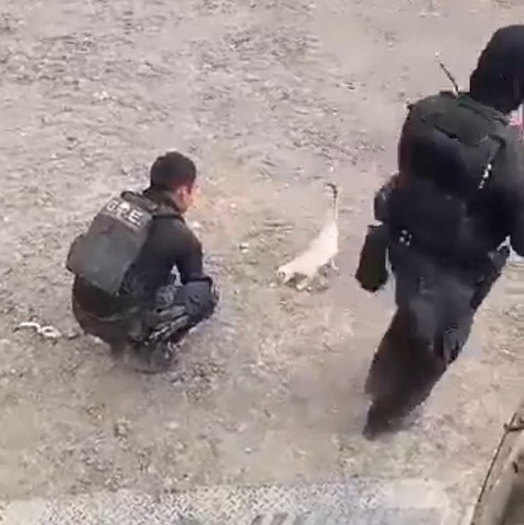 ElGuzman tweet media