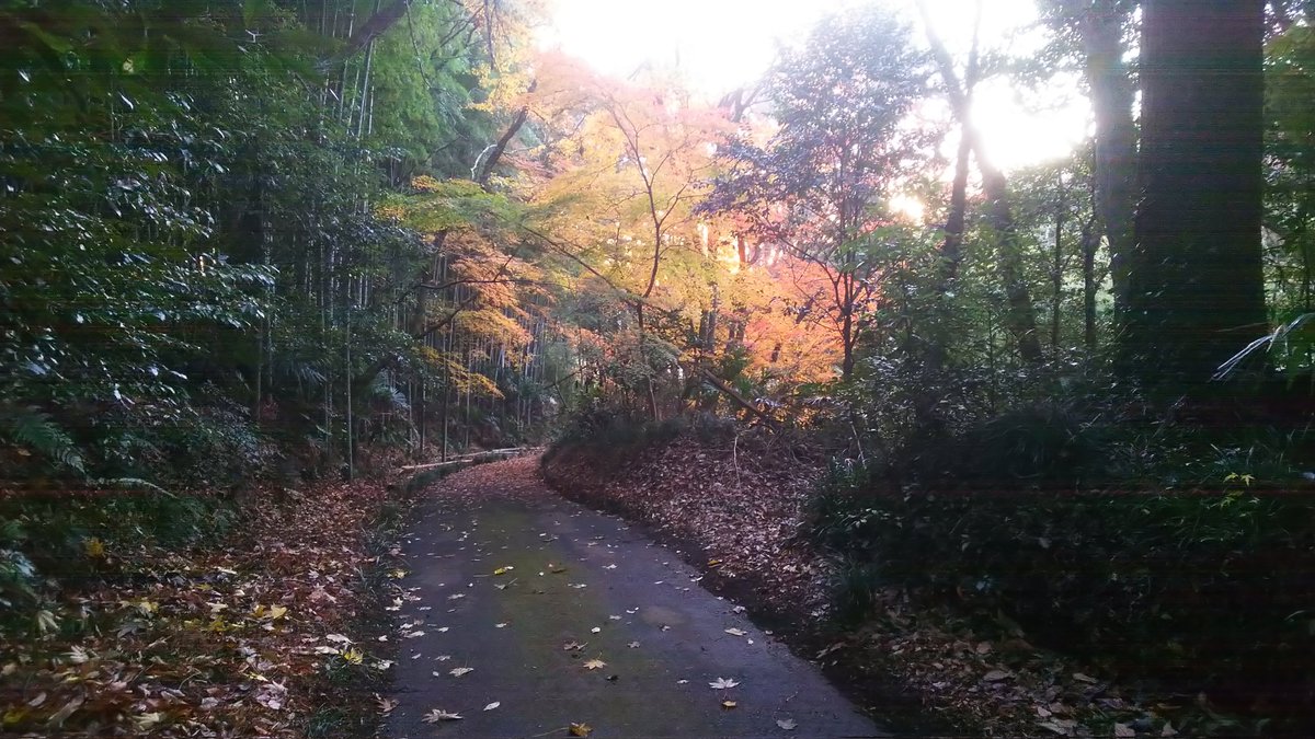 酒々井町尾上住吉神社付近、散りそびれた初冬の風景。