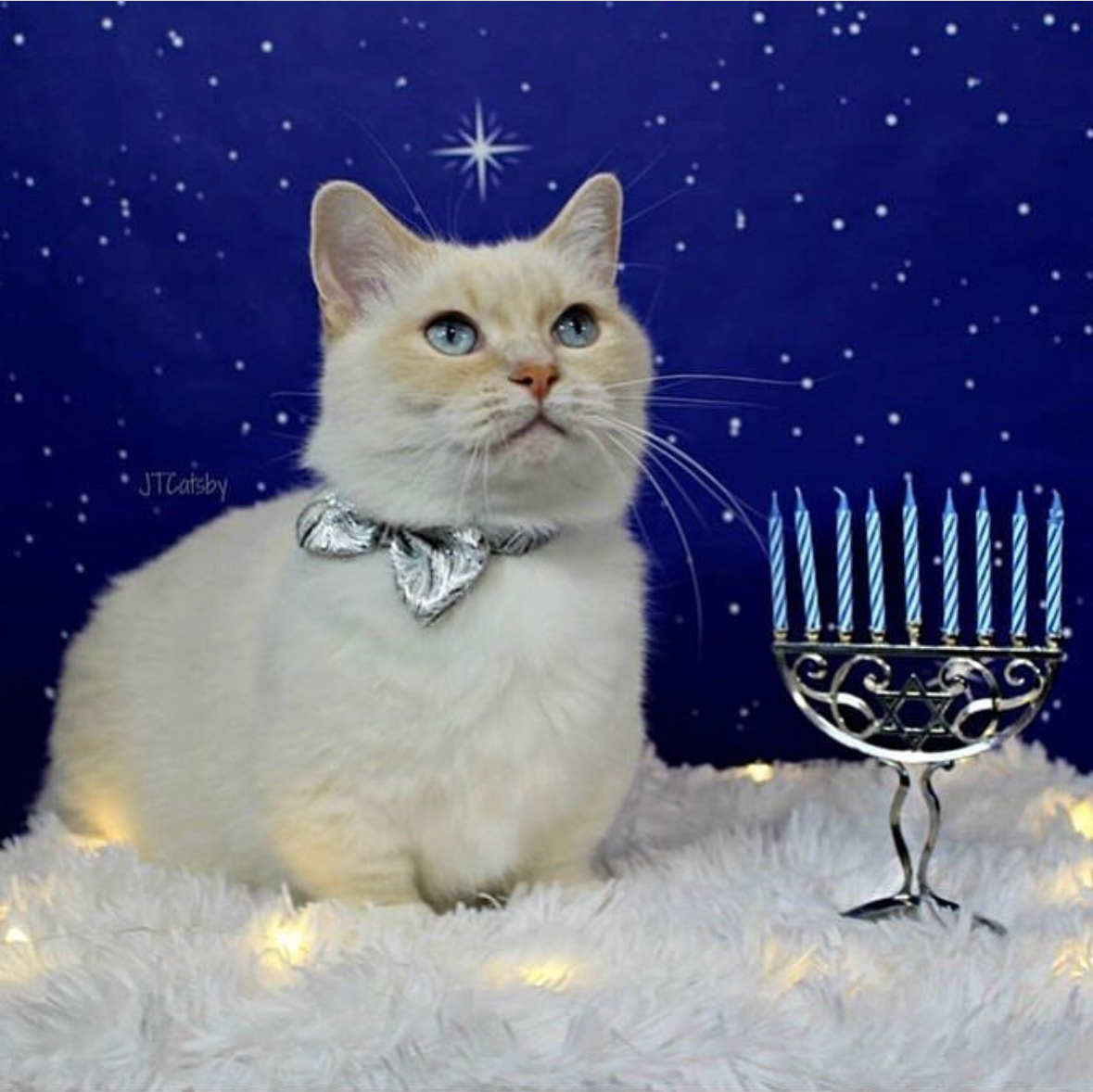 TheCatnipTimes's tweet image. Wishing all who celebrate a very festive and happy last night of Hanukkah! 🕎
📸 @otisandjr
#happyhanukkah #hanukkah #menorah #festivaloflights #hanukkats #catstagram #cats #catsofx #themeowlife #ilovemycats #gatto #gato #gattino #thecatniptimes #miao #meow
