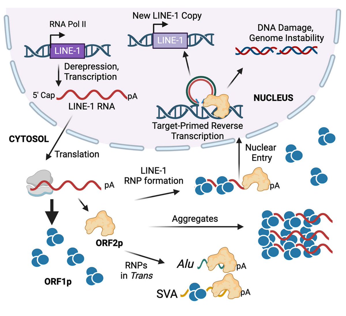 Check out our latest review | LINE-1 retrotransposition and its deregulation in cancers: implications for therapeutic opportunities by @CarlosMendezPhD. Our thanks to @GenesDev. genesdev.cshlp.org/content/early/…