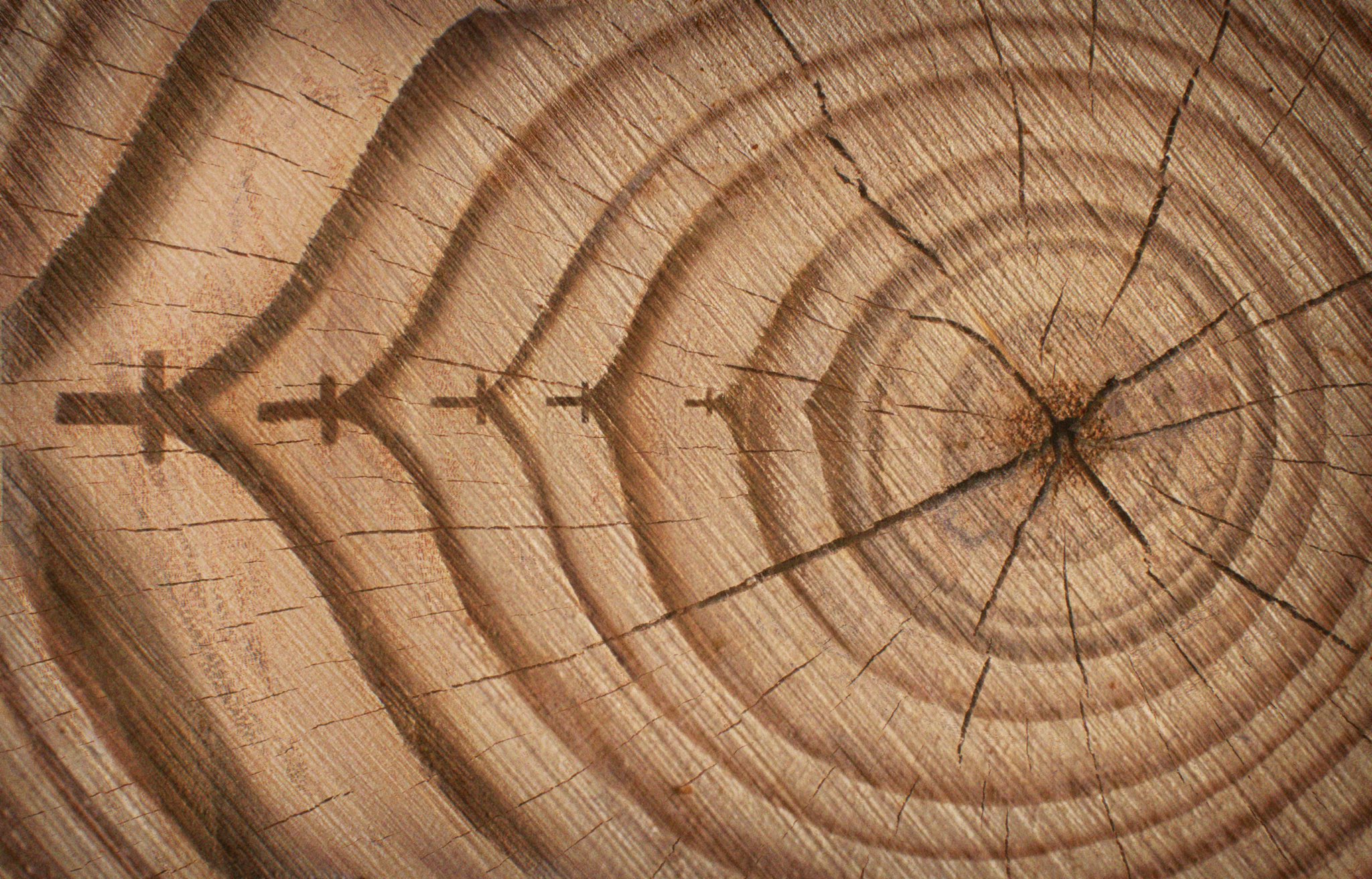 Climate CSI: How counting tree rings can unlock environmental mysteries -  BBC Science Focus Magazine