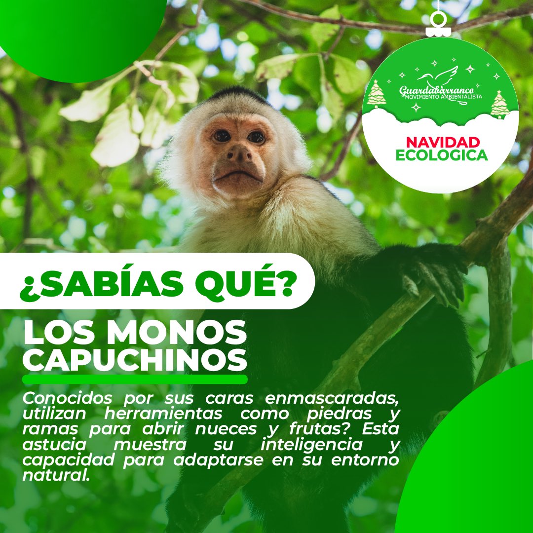 🔰Te presentamos Nuestro ¿Sabías Qué? Dedicado al Mono Capuchino ¿Te sabías este dato?🧐🙉 #somosguardabarranco💚 #amorporlanaturaleza♥