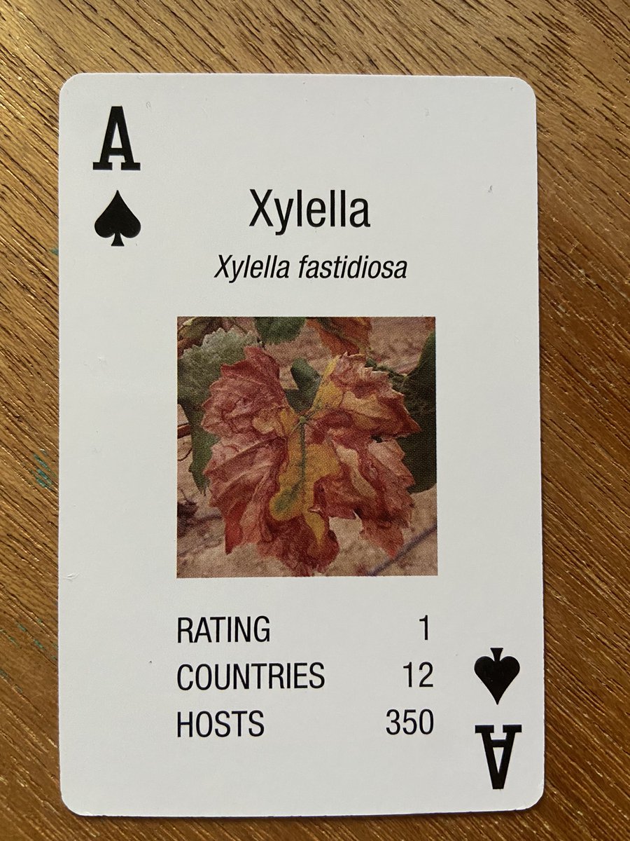 WZA_Razor's tweet image. Xylella is an amazingly evolved but absolute bastard pathogen. 

Outside of climate change, it’s the number one threat to global plant health!

#BiosecurityMatters