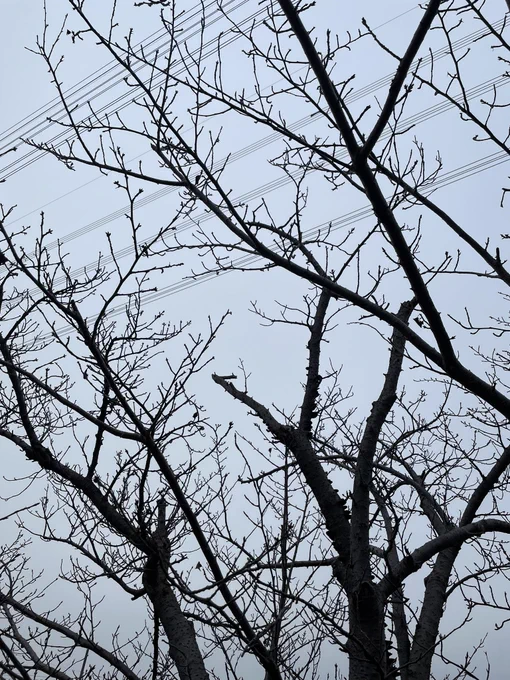 スッゴイ冬感ある 桜の木