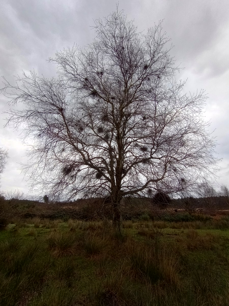 Witches' Broom on Silver Birch. #TwitterNatureCommunity #trees #silverbirch #witchesbroom #WinterIsComing