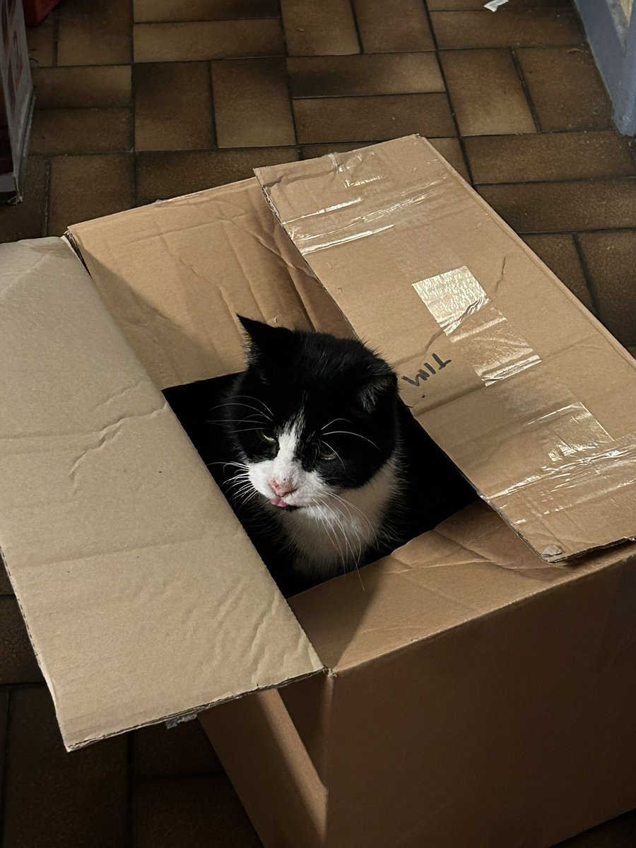 grumpy_cat18's tweet photo. Love this time of year when there are always so many more boxes around https://t.co/Q7Pn9mSlOG