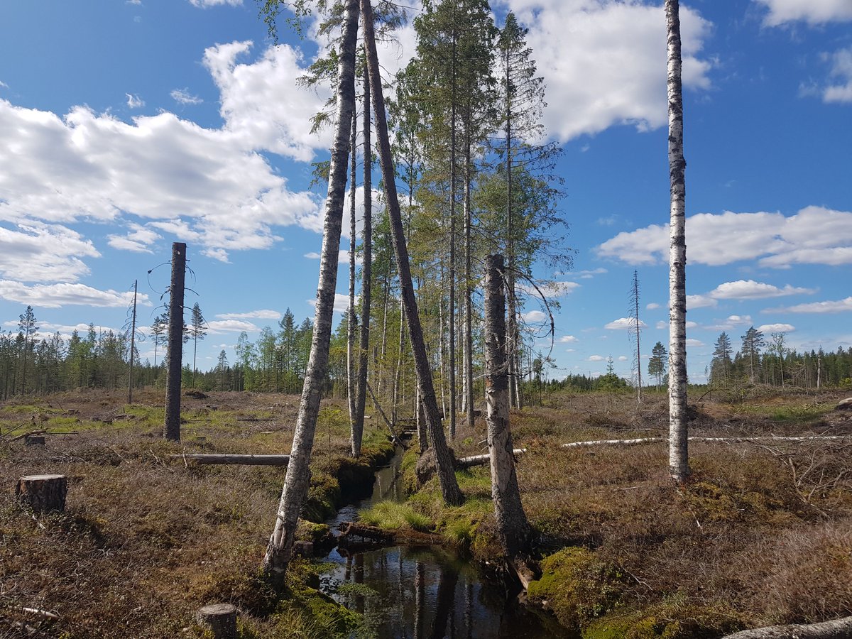 Luddiga regler hindrar att vattendrag vid avverkningar får tillräckligt skydd

slu.se/ew-nyheter/202… (via SLU)