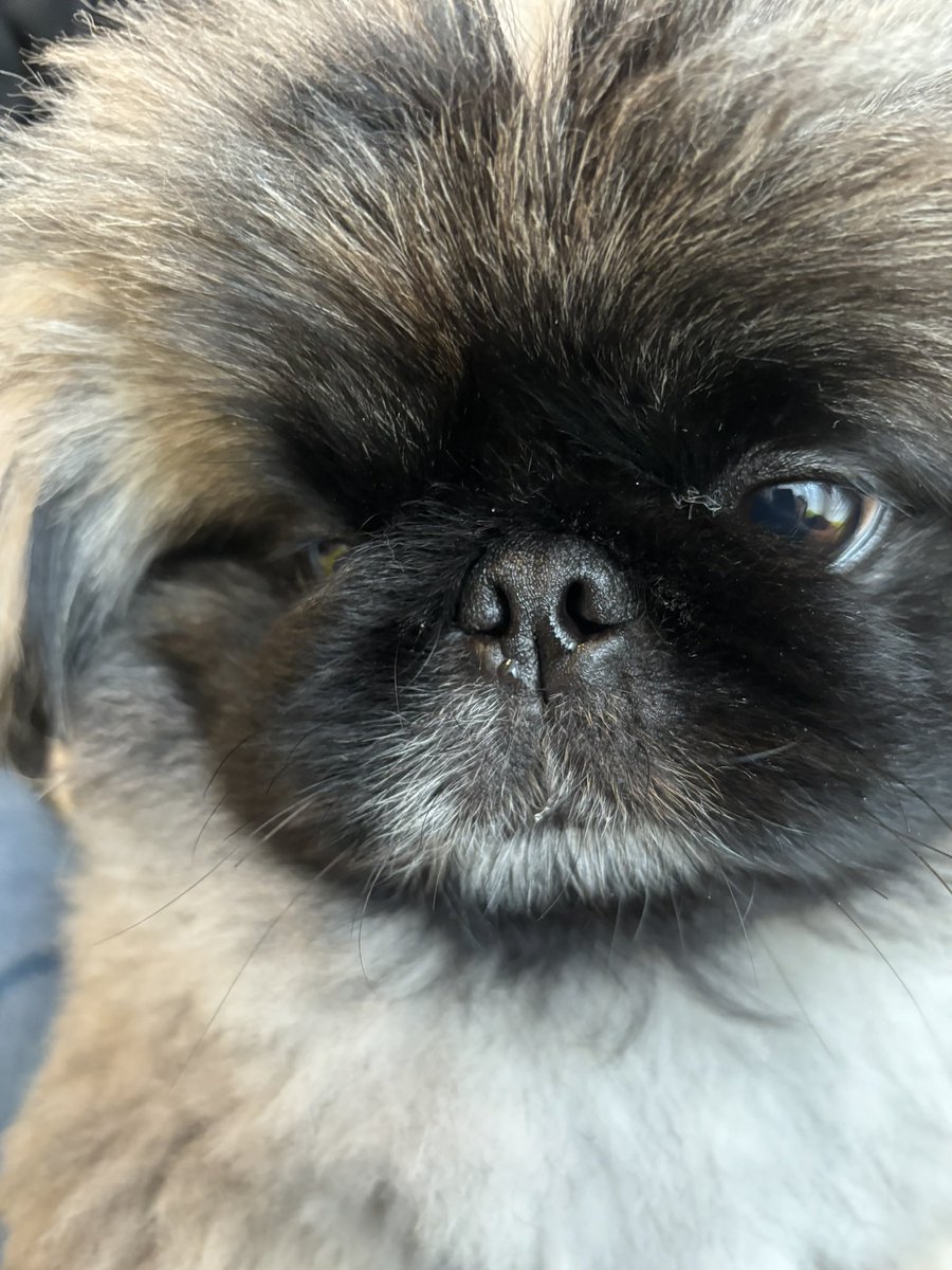 しし丸 (@shishimaru_pe) / Posts / X