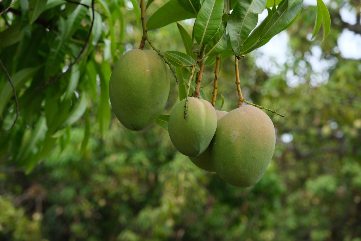 Checked in on some North Queensland Mangoes this morning ...  despite much later flowering than usual (thanks to a mild winter), can confirm they taste incredible 🥭