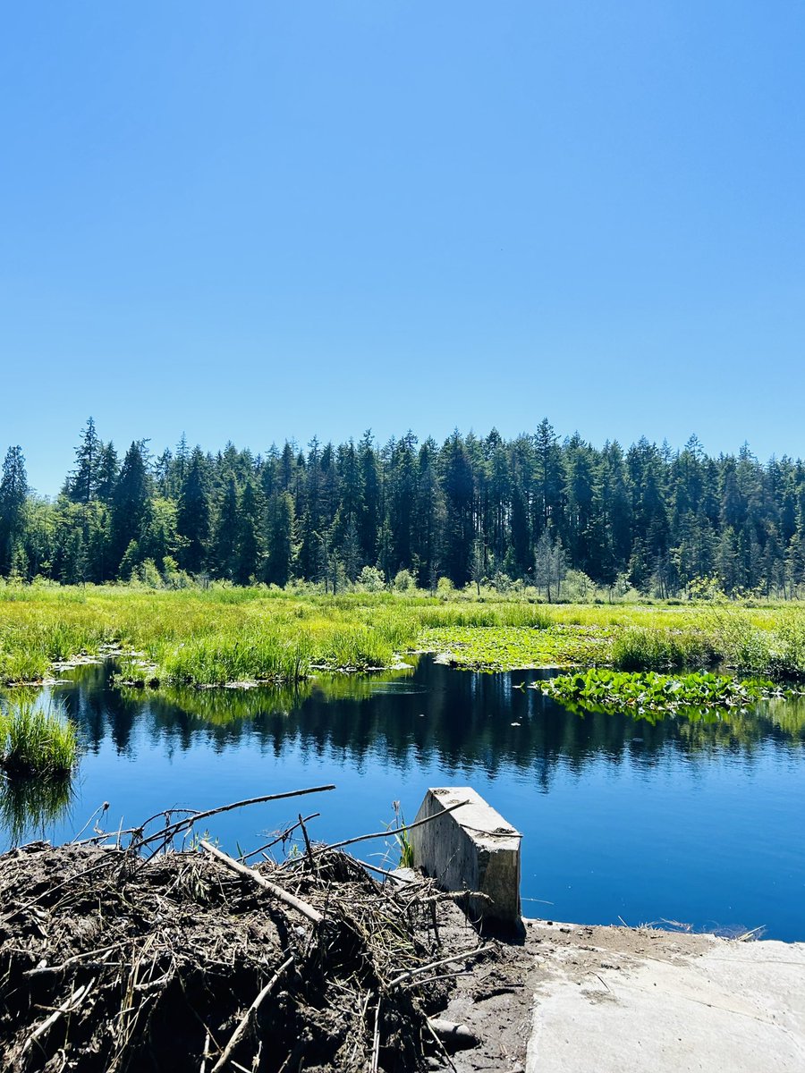 Beaver Lake in Stanley Park, Vancouver, British Columbia is a beautiful and serene spot to enjoy nature. The lake is surrounded by lush trees and greenery, and the water is crystal clear. It’s the perfect place to relax and escape the hustle and bustle of city #life.