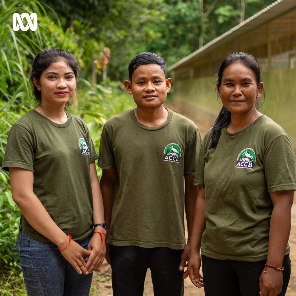 jones_ann's tweet photo. With fewer than 800 wild individuals left, the Angkor Centre for Conservation of Biodiversity thought they’d attempt a world first. They’ve setup a Bengal florican assurance colony in Cambodia. https://t.co/ijI3UM9obv