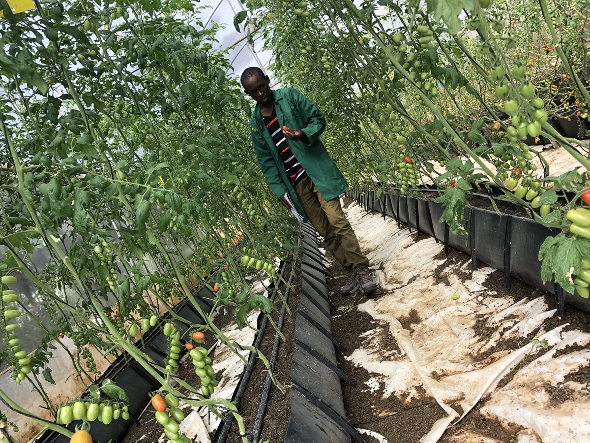 kalebndolo's tweet image. Your #financialfreedom is one decision away. #Farming is one of the way to start making that #extramoney you need at this #difficulttimes.

Remember #complaining won’t #pay bills .