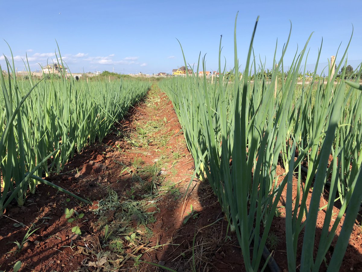 kalebndolo's tweet image. Your #financialfreedom is one decision away. #Farming is one of the way to start making that #extramoney you need at this #difficulttimes.

Remember #complaining won’t #pay bills .