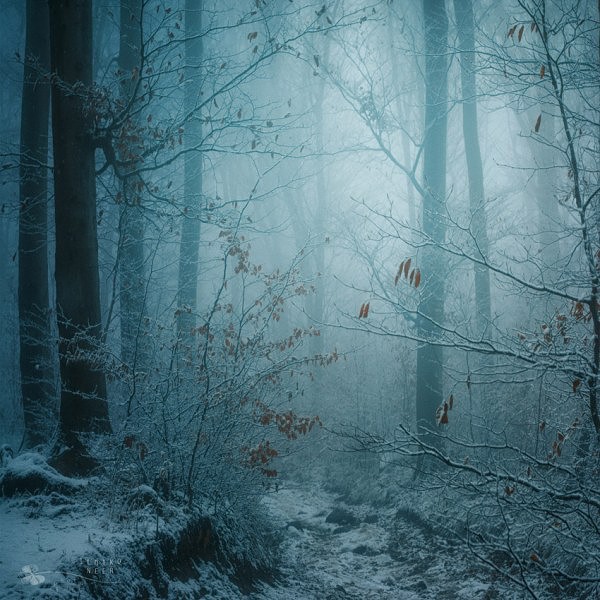 Mysterious Forest photographer Ildiko Neer 🩵🤍❄️ #forest #fog #nature #photo