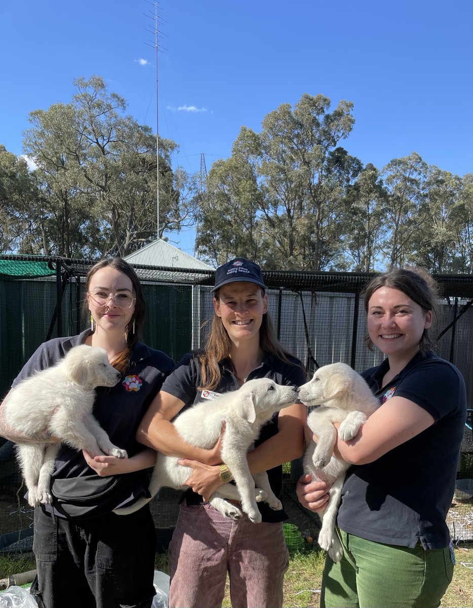 Happy Paws Happy Hearts | HPHH tweet media