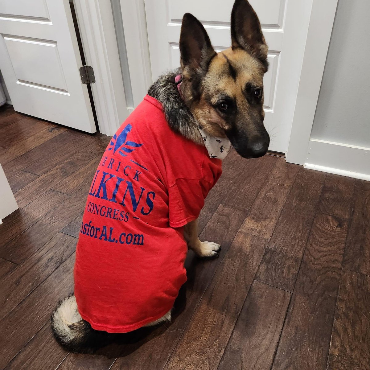 wilkinsforal's tweet photo. Even our four-legged friends are showing their support! 🐾 Meet, the newest (and fluffiest) member of Team Wilkins, Kaya, ready to 'pawsitively' impact change! While she can't vote, she has her paw on the pulse. #WilkinsForCongress #PawsForChange https://t.co/zDNEHKPRuB