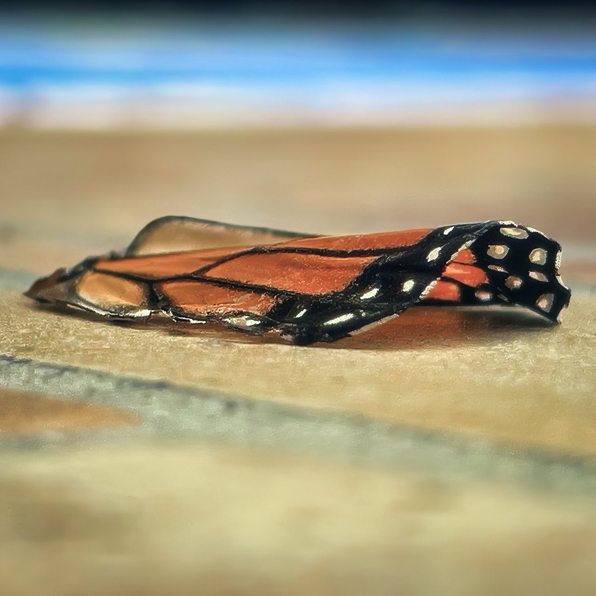 Winter is here.
___
IG: btorillo

#iPhonegraphy #México #Puebla #Ala #Nature #Colors #Wing #Butterfly #ButterflyWing #iPhone #Photo #Mexico #Belleza #Beauty #iPhone #Beautiful #PhotoOfTheDay #FineArt #iPhoneArt #Art #ArtPhotography #iPhone13Pro