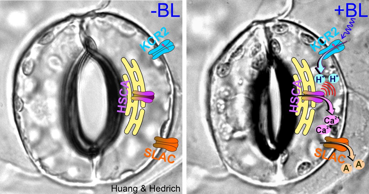 Using #optogenetics, Würzburg researchers have detected a new acid sensor in plant #cells that is addressing a cell-internal calcium store, as they report in the journal '#Science'. @ScienceMagazine ▶️uni-wuerzburg.de/en/news-and-ev…