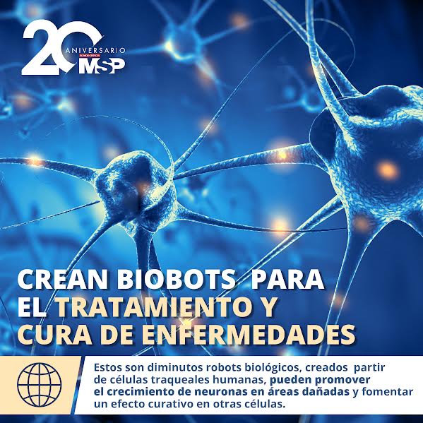 RevistaMSP's tweet image. #MSPNeurología 🎄Los #Anthrobots pueden fabricarse con #célulashumanas adultas sin necesidad de modificaciones genéticas. Detalles: ow.ly/7SeB50QiYm4