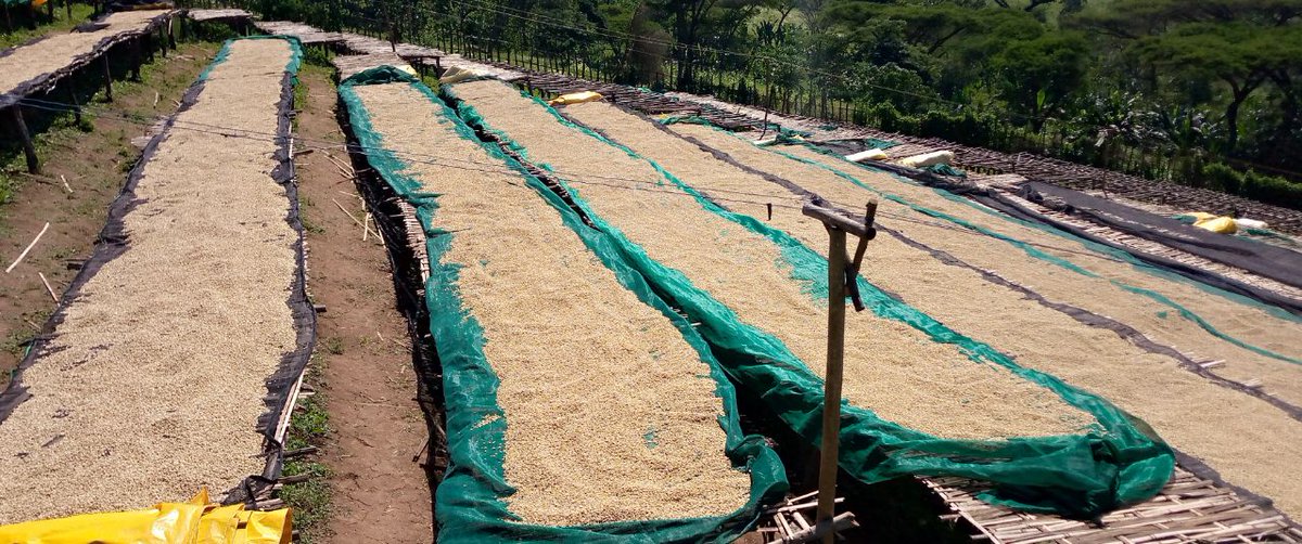 kerchanshe's tweet photo. Our farmers at Kilenso have worked hard under challenging weather conditions to grow and nurture our coffee cherries. Their dedication has resulted in a flavorful coffee that's ready to be enjoyed.
#Kerchanshe #KerchansheCoffee #CoffeeProducers #QualityBeans #CoffeeBeans https://t.co/FWUVjT3iT3
